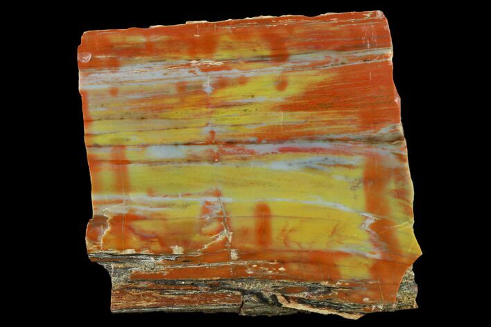 Colorful Petrified Wood (Araucarioxylon) Section - Arizona #133230